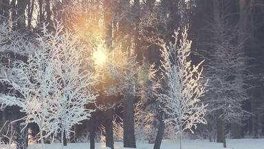 日落冬天森林太阳射线发光冬天树冬天太阳集